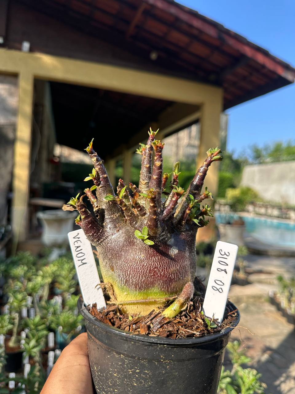 3108 08 Arabicum Vitrine Venom