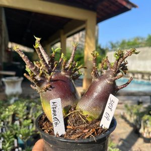 3108 09 Arabicum Vitrine Mammoth