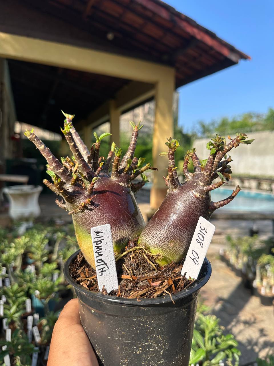 3108 09 Arabicum Vitrine Mammoth