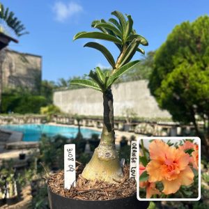 3108 09 Big Caudex Orange Lover