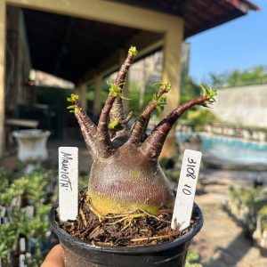3108 10 Arabicum Vitrine Mammoth