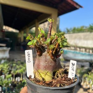 3108 11 Arabicum Vitrine Urbano