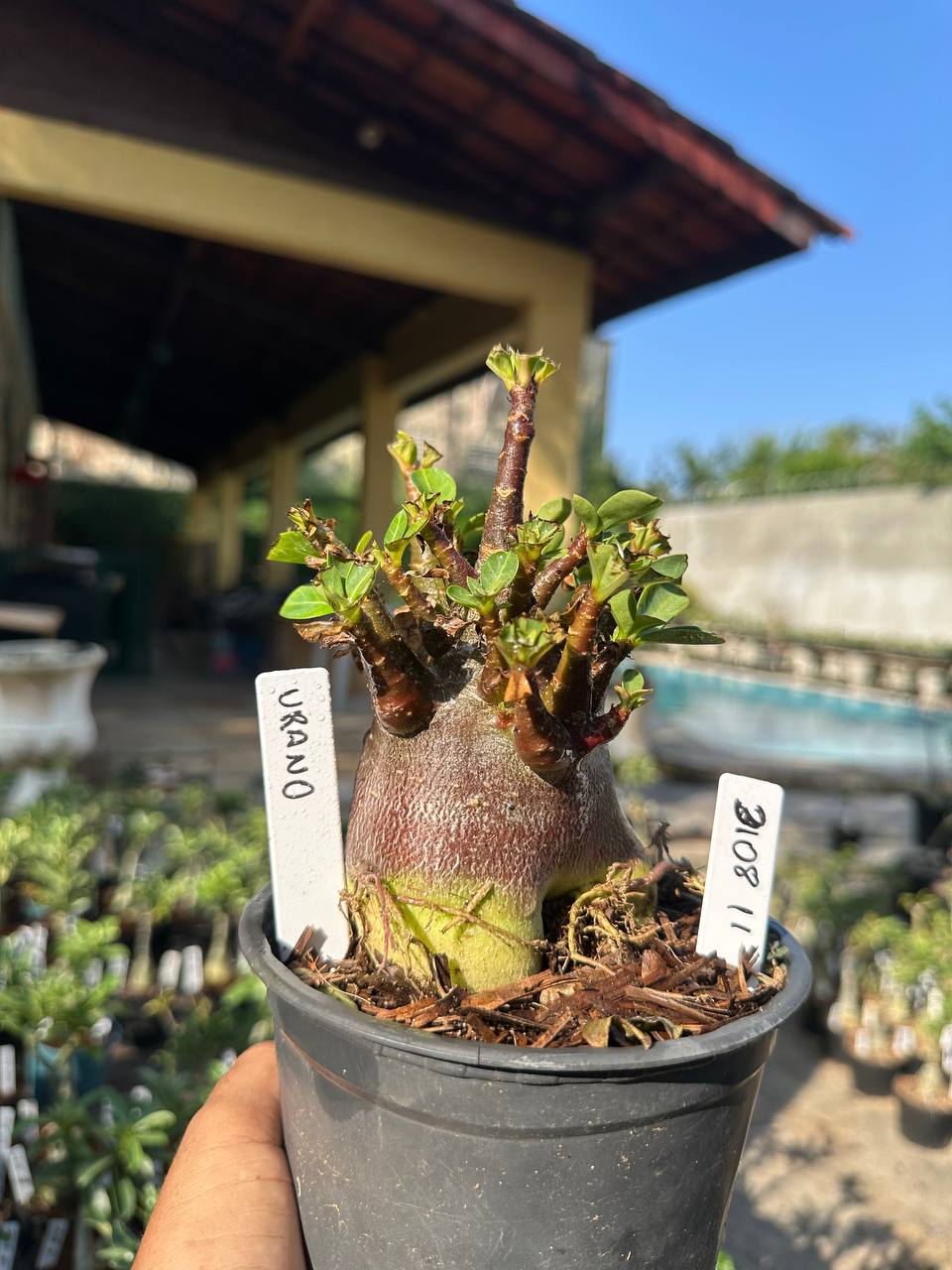 3108 11 Arabicum Vitrine Urbano