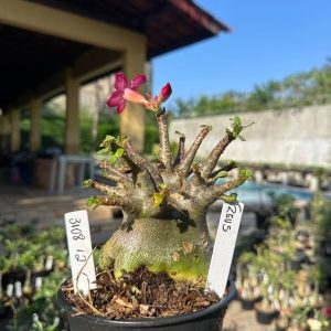 3108 12 Arabicum Vitrine Zeus