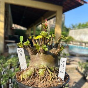 3108 13 Arabicum Vitrine Zico