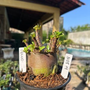 3108 14 Arabicum Vitrine Urbano