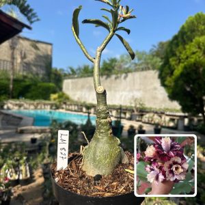 3108 15 Big Caudex Lm827