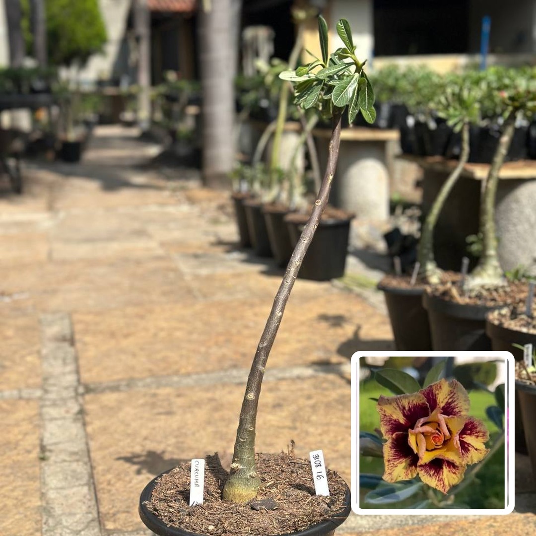 3108 16 Anaconda Curcuma