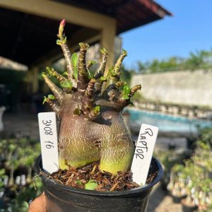 3108 16 Arabicum Vitrine Raptor