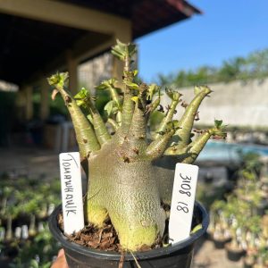 3108 18 Arabicum Vitrine Tomahawk
