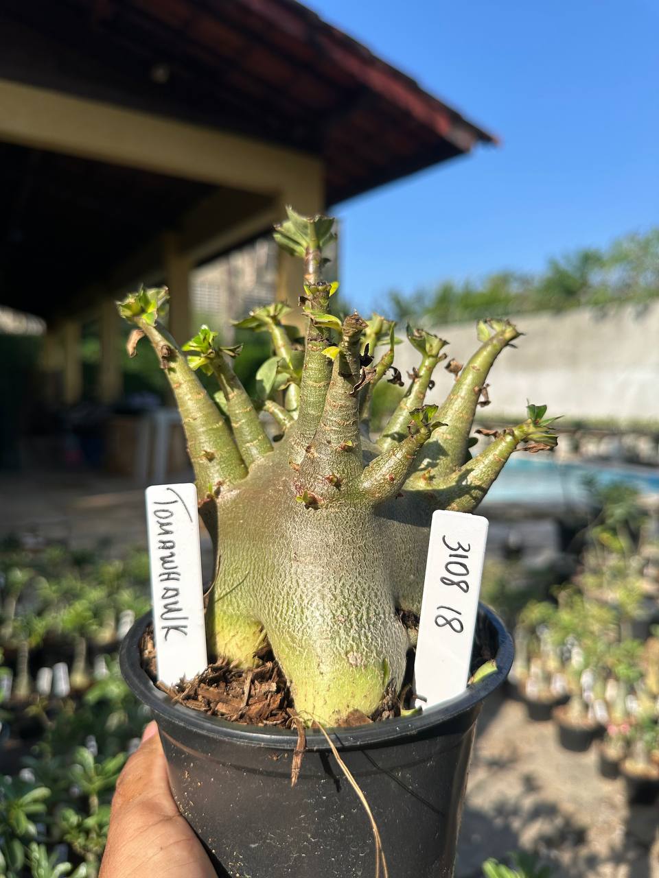 3108 18 Arabicum Vitrine Tomahawk
