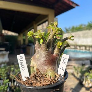 3108 19 Arabicum Vitrine Hércules