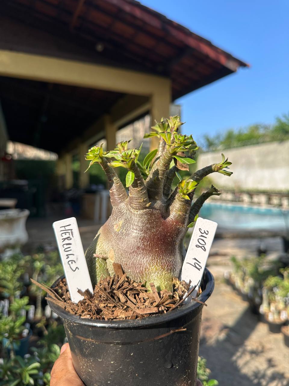 3108 19 Arabicum Vitrine Hércules