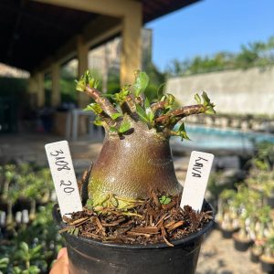 3108 20 Arabicum Vitrine Lava