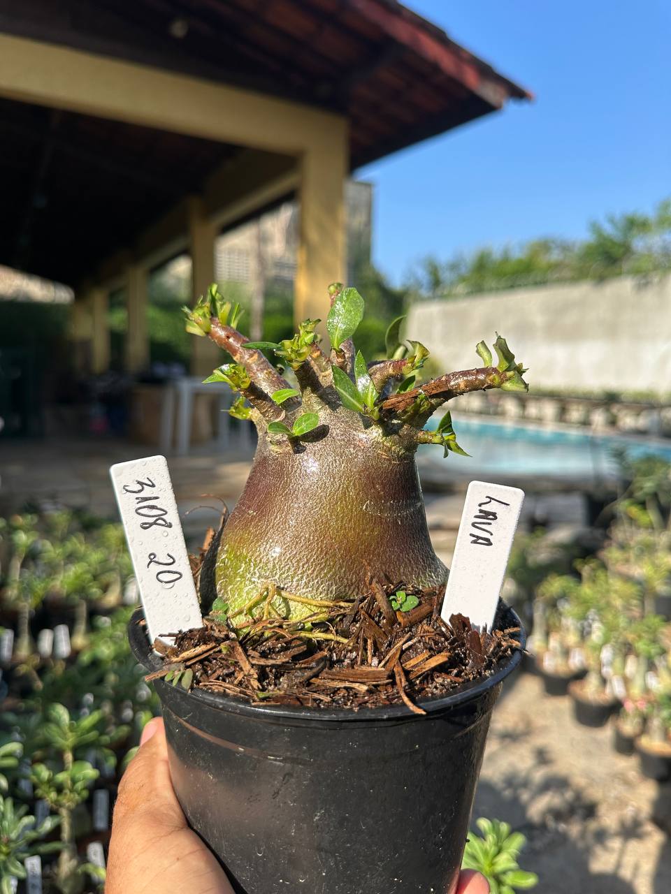 3108 20 Arabicum Vitrine Lava