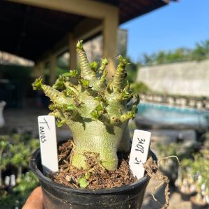 3108 21 Arabicum Vitrine Tanos