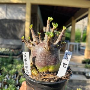 3108 22 Arabicum Vitrine Volcano Red