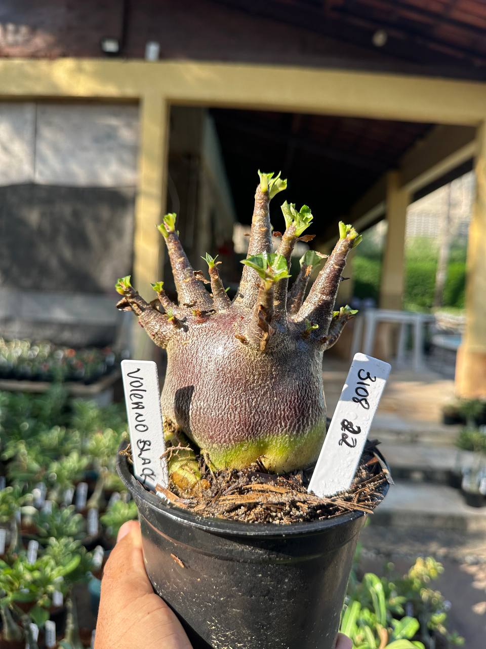 3108 22 Arabicum Vitrine Volcano Red