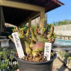 3108 24 Arabicum Vitrine Minotauro