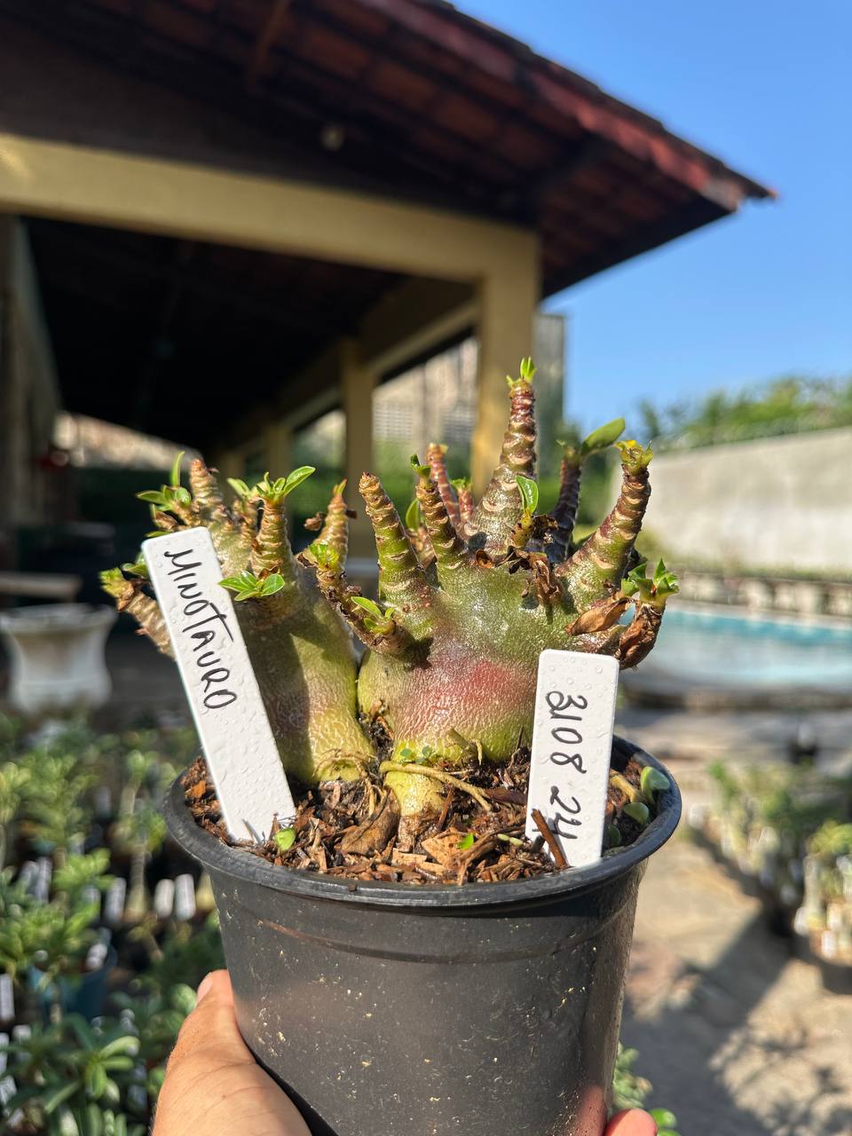 3108 24 Arabicum Vitrine Minotauro