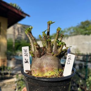 3108 25 Arabicum Vitrine Urus