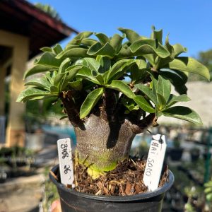 3108 26 Arabicum Vitrine Thaí Soco