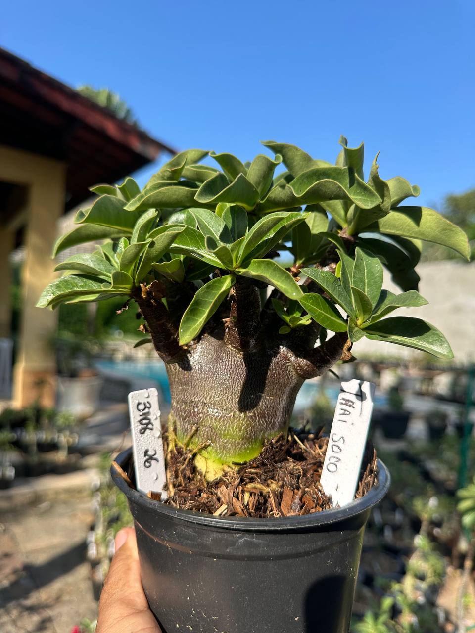 3108 26 Arabicum Vitrine Thaí Soco