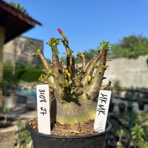 3108 27 Arabicum Vitrine MK Mk
