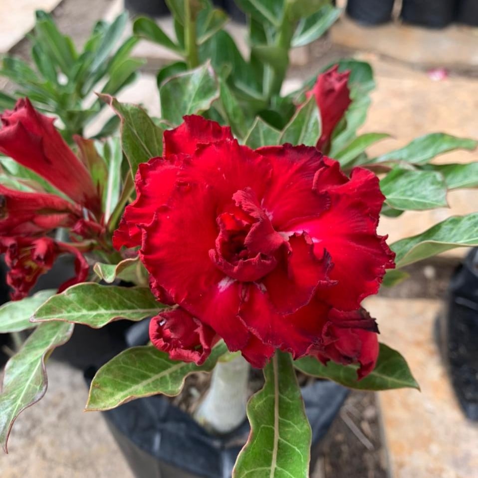 0308 71 Rosa do Deserto Etna - Imagem 2