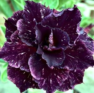 1408 26 Rosa do Deserto Céu Estrelado - Imagem 2