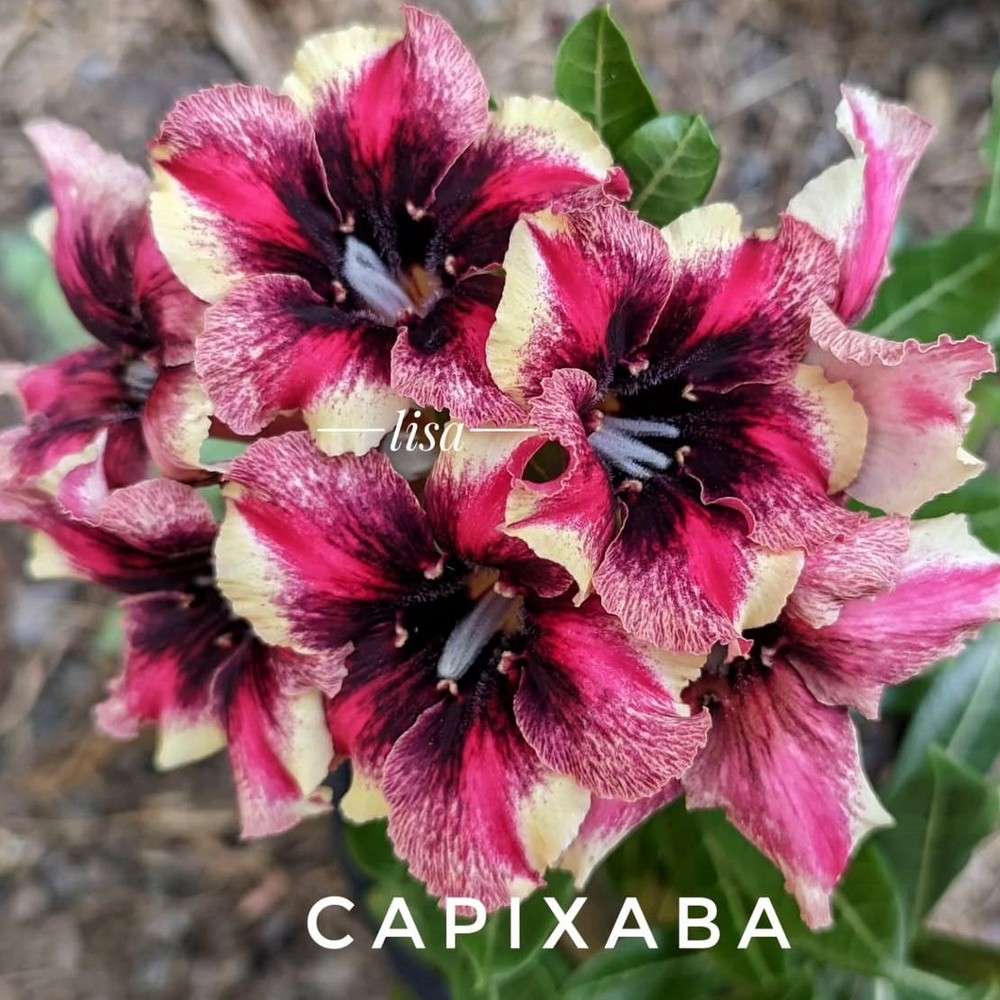 1908 30 Big Caudex Capixaba - Imagem 2