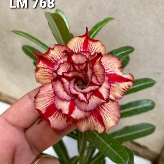 1908 14 Rosa do Deserto Lm 768 - Imagem 2