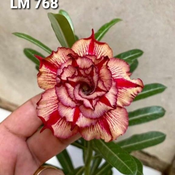 1208 08 Rosa do Deserto Lm 768 - Imagem 2
