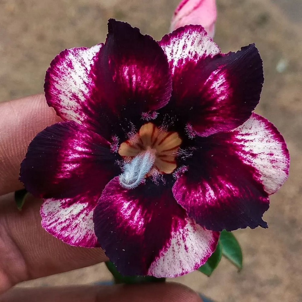 1708 29 Rosa do Deserto Estrela Púrpura - Imagem 2