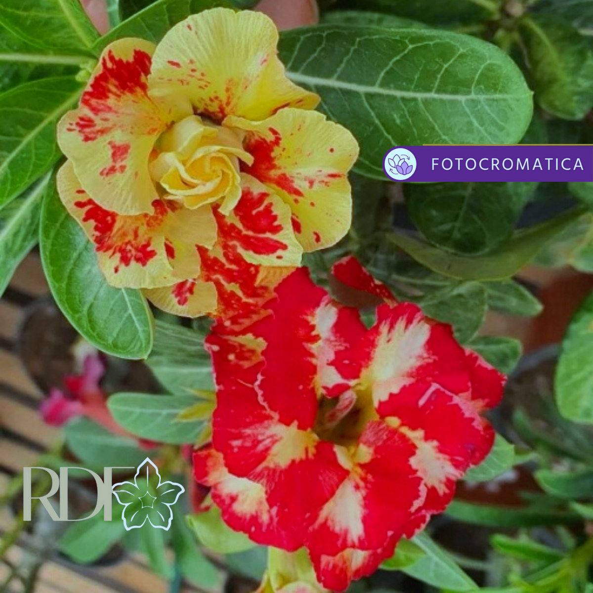 2508 49 Rosa do Deserto Cinderela - Imagem 2