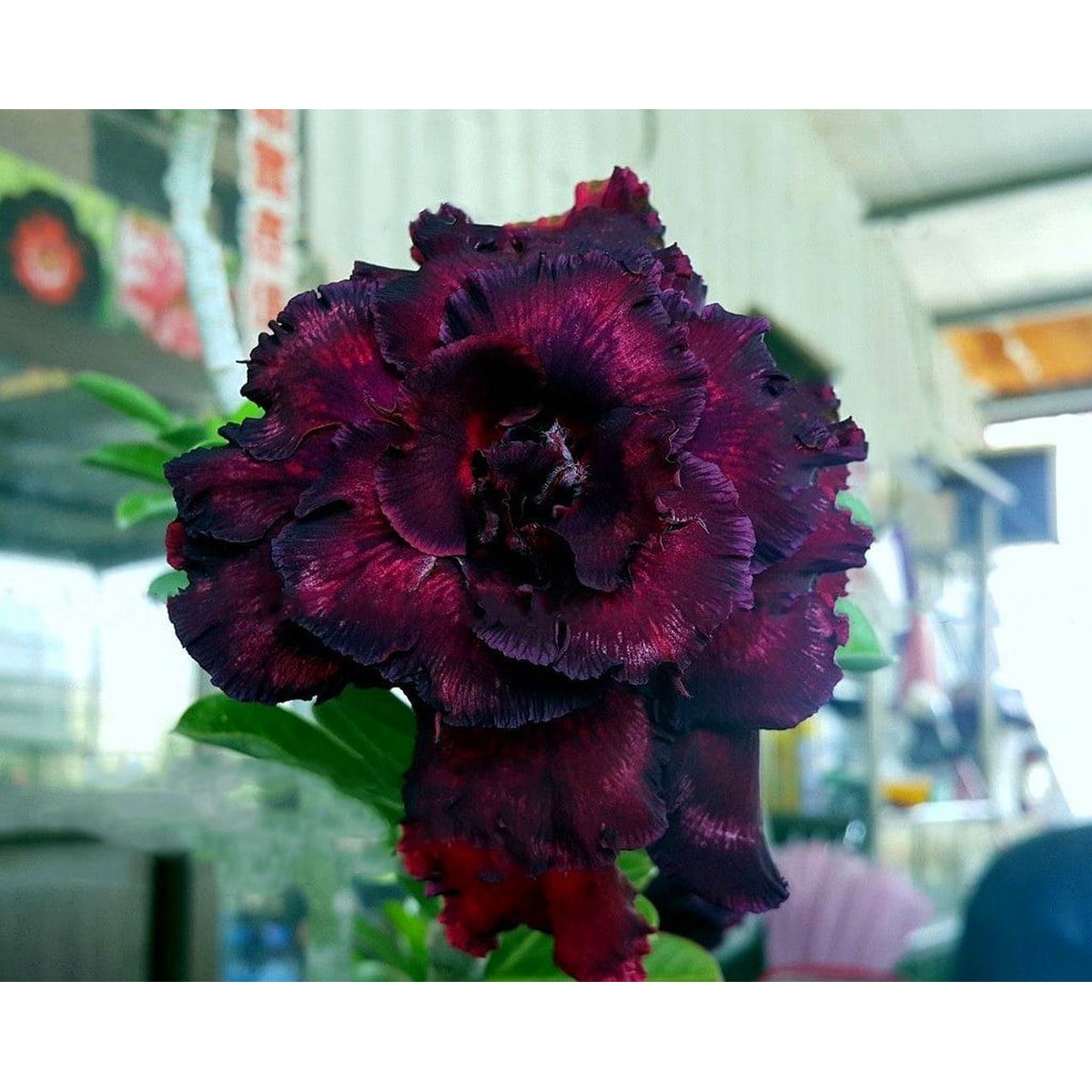 1308 07 Rosa do Deserto Beauty Witch (Leilão) - Imagem 2