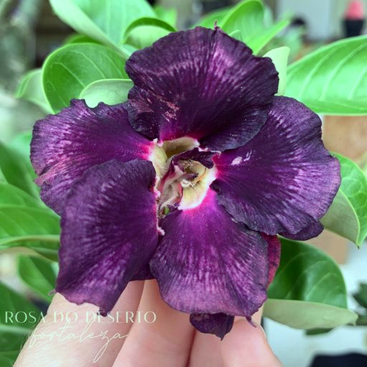 2008 21 Big Caudex Turandot - Imagem 2