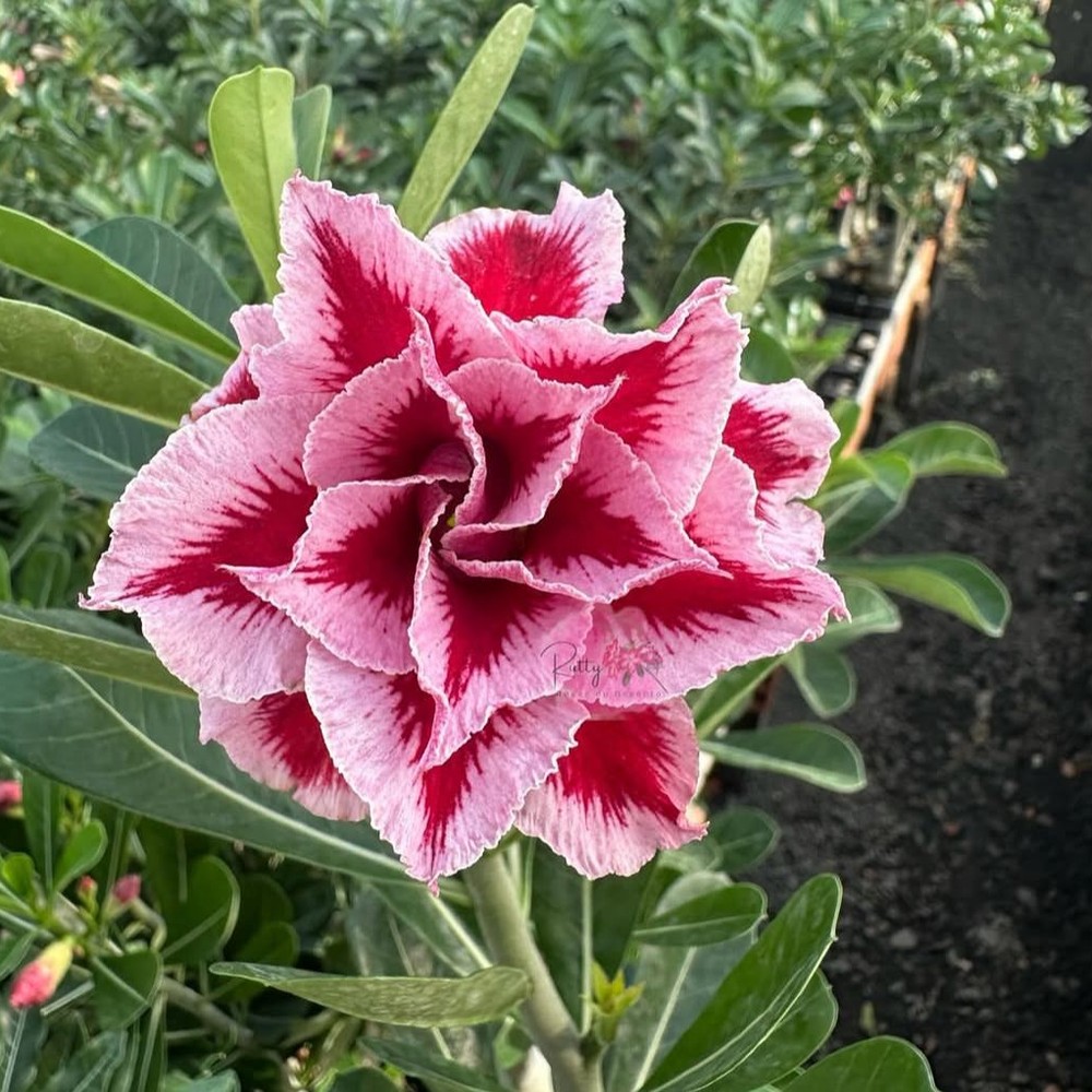 2708 33 Rosa do Deserto Lm 2 - Imagem 2