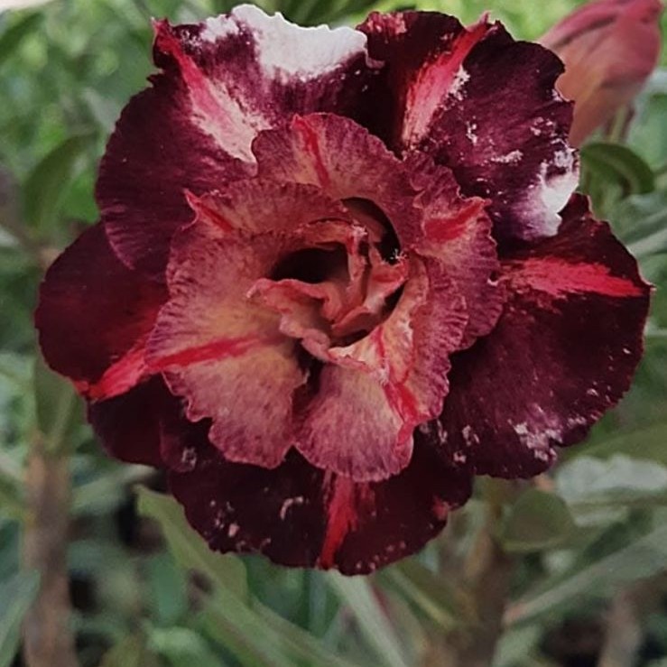 0408 01 Big Caudex Godiva - Imagem 2