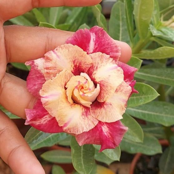 1708 31 Rosa do Deserto Camaleoa - Imagem 2