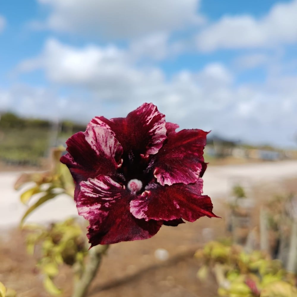 0508 41 Rosa do Deserto Black Hole - Imagem 2