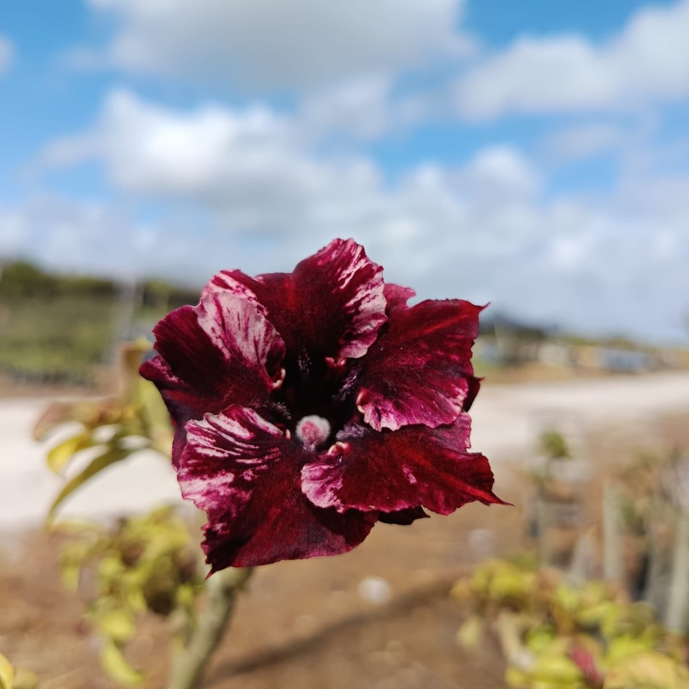 2508 40 Rosa do Deserto Black Hole - Imagem 2
