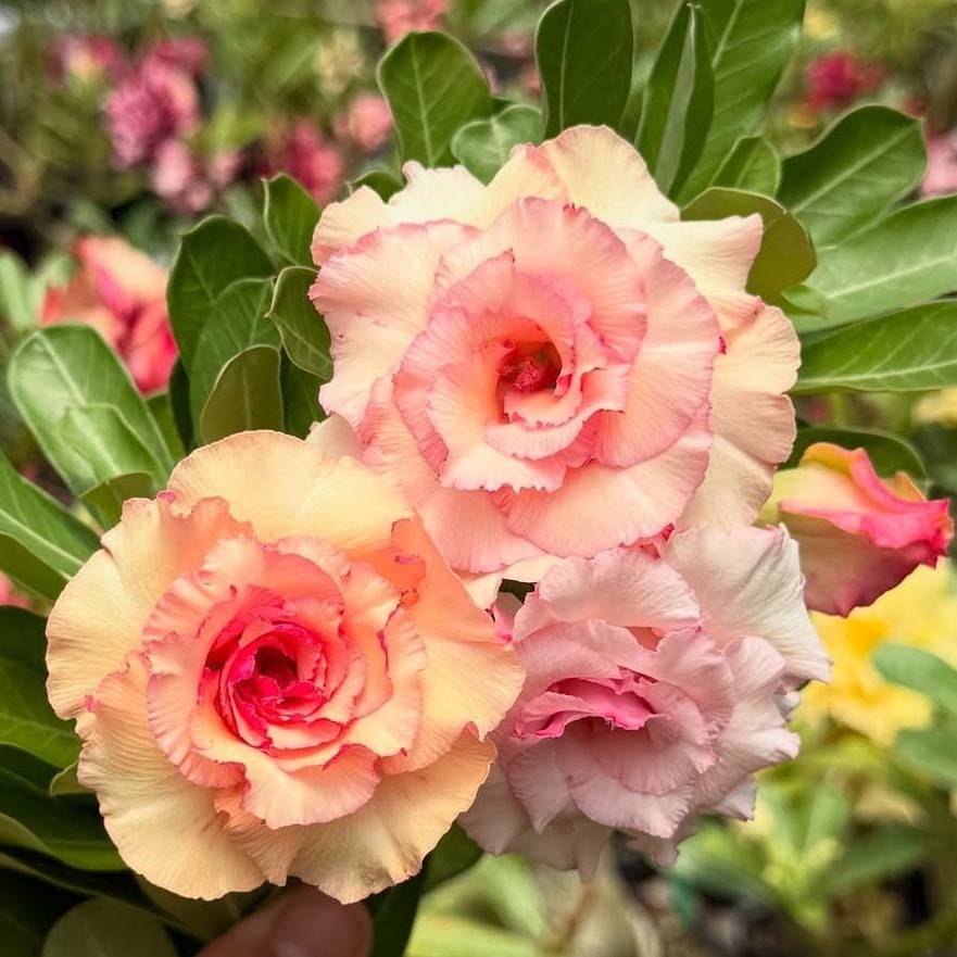 1508 14 Rosa do Deserto Pêssego - Imagem 2
