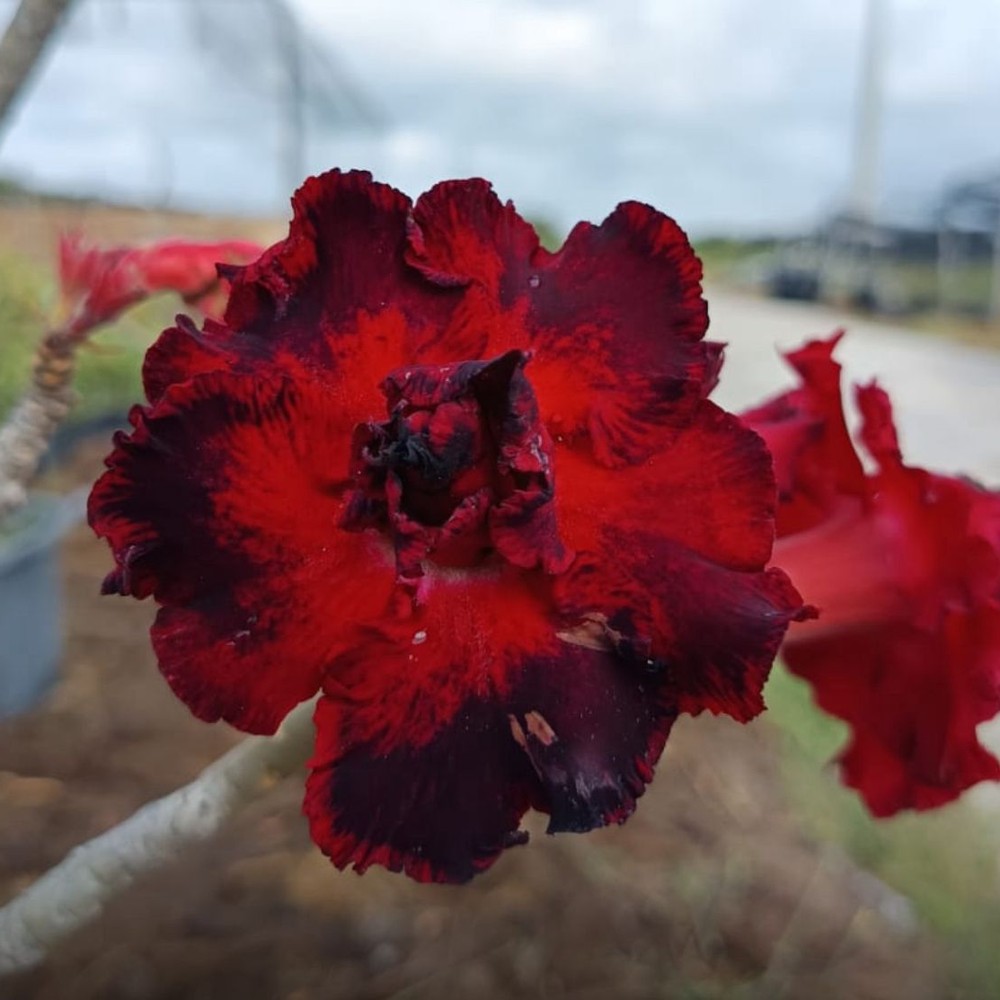 1408 43 Rosa do Deserto Morango do Amor - Imagem 2