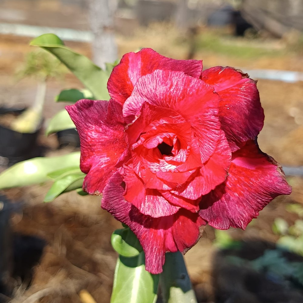 2508 37 Rosa do Deserto cibele - Imagem 2