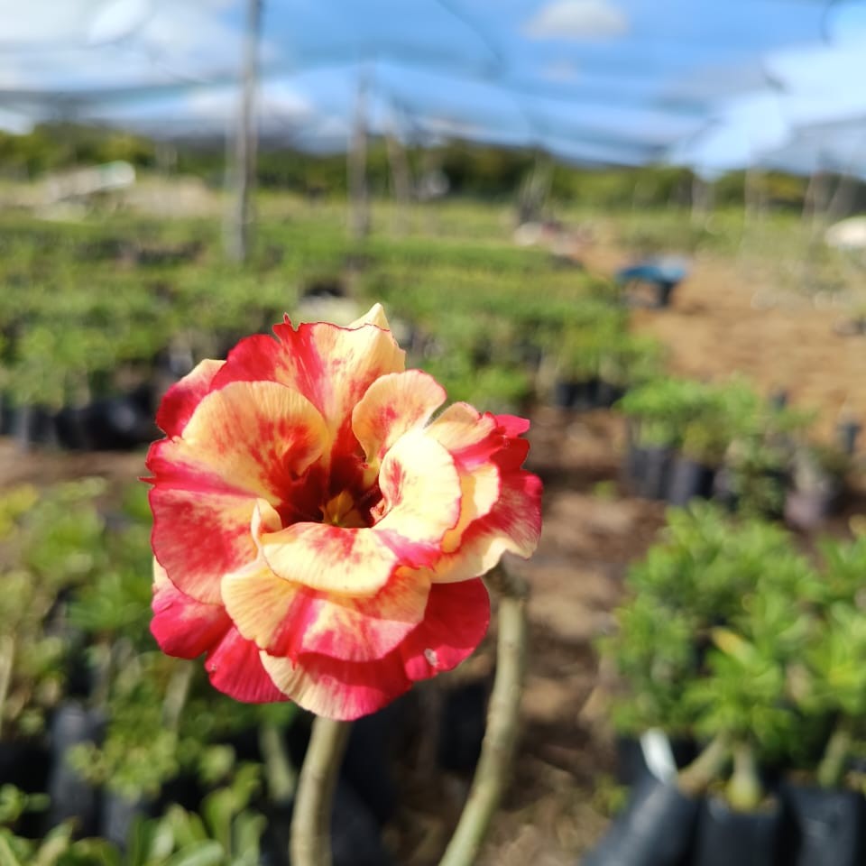2208 39 Big Caudex Fogueira 2 - Imagem 2