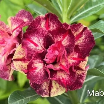 2008 23 Big Caudex Mabelle - Imagem 2