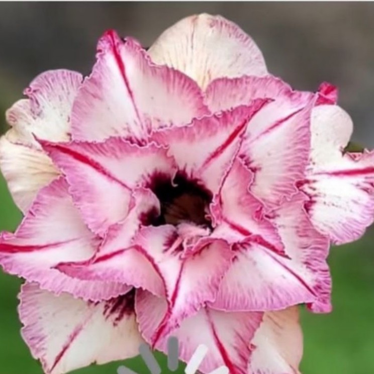 2708 34 Rosa do Deserto Lily - Imagem 2