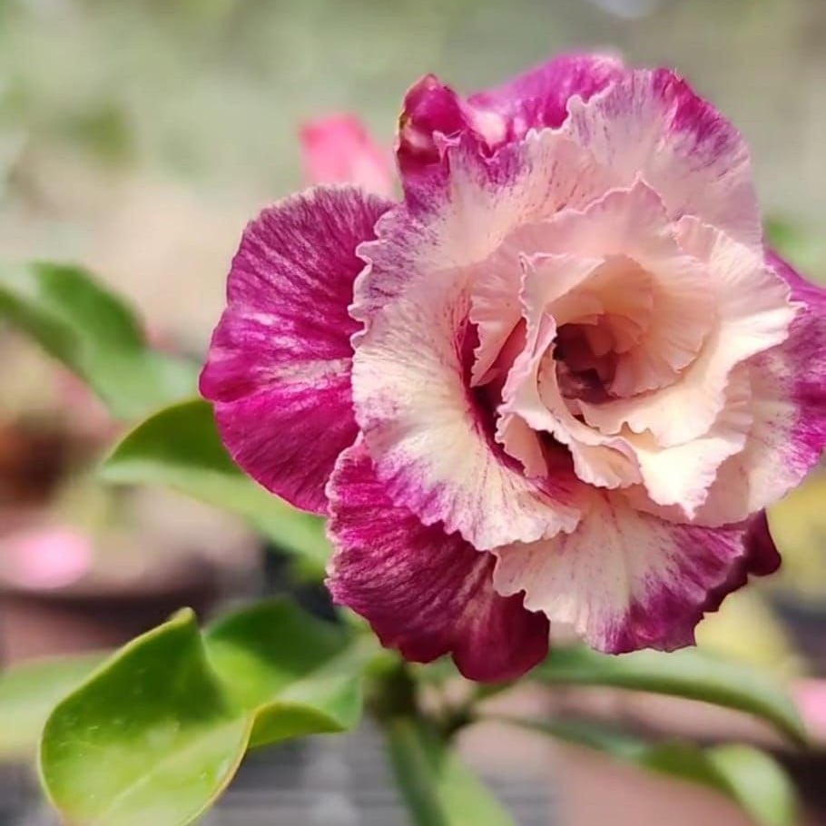 0508 42 Rosa do Deserto Encantus - Imagem 2