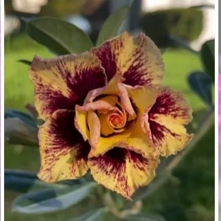 1308 51 Rosa do Deserto Curcuma - Imagem 2